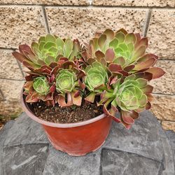 Lovely succulent #28
