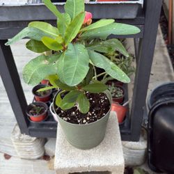 Corona De Cristo A Muy Buen Precio $20 Jackson Ridge Ave 