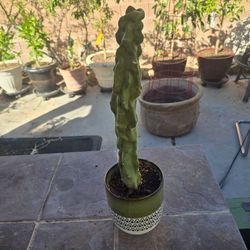 Totem pole cactus with pot 25 each