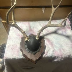 Deer antlers