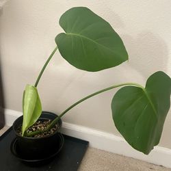 Monstera in 6inch pot