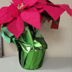 Poinsettas, $1 Each