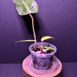 Philodendron Painted Lady