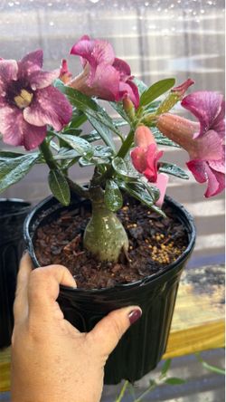 Rosa del desierto   $30 cada una