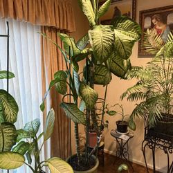 Dumb Cane Dieffenbachia