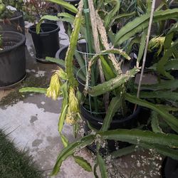 Dragon Fruit Plant 