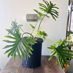 Mature Split leaf philodendron in plastic pot
