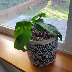 Rehoming Plant In Tribal Design Ceramic Pot