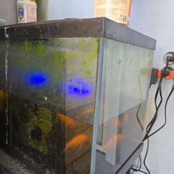 Fish Tank With 4 Fish , Filter  , Heater And Lights , Food Included 