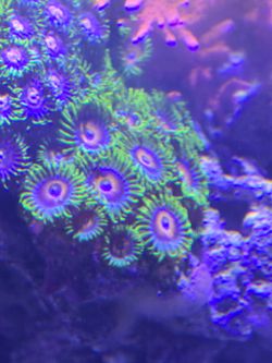 Corals for sale