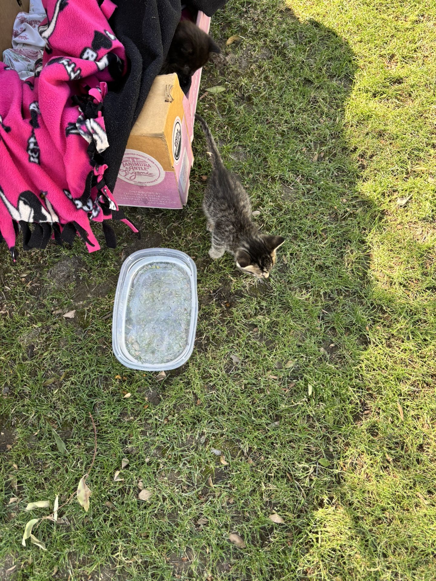 Litter