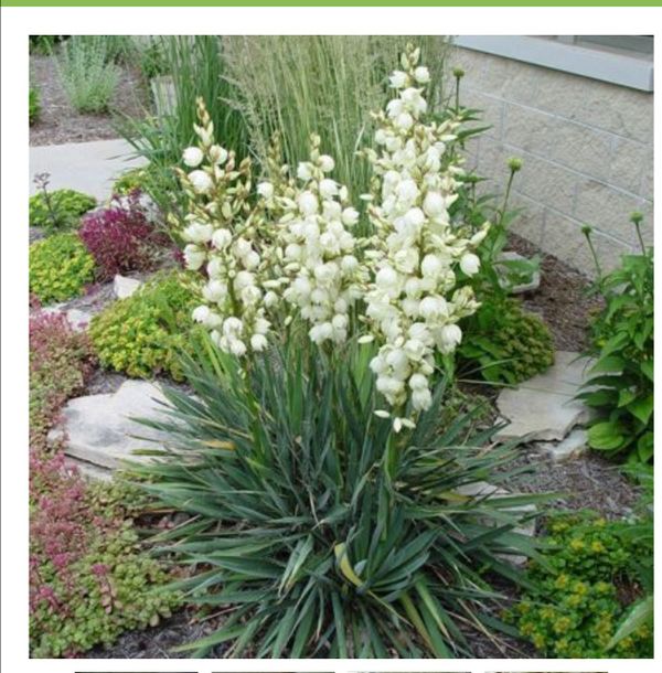 Outdoor flowering yucca plant for Sale in Newport News, VA OfferUp