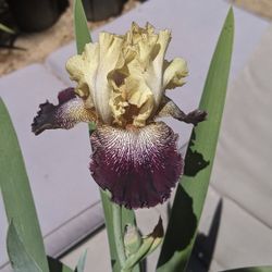 "Be Yourself" Blooming iris