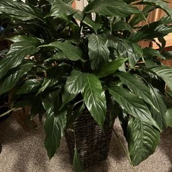 House Plant With Stand