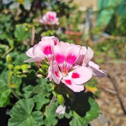 Geranium - Pinkish-flowering Plants