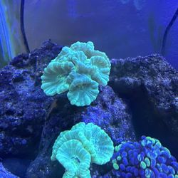 Saltwater Coral Decor 