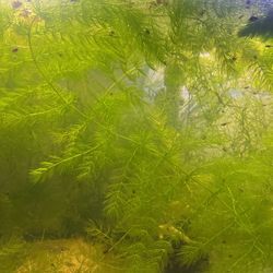 Hornwort