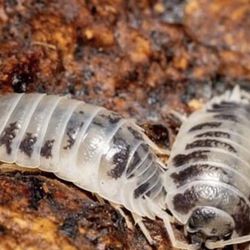 Isopods (Roly Poly) x10