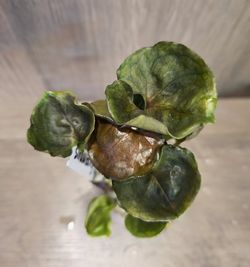 syngonium strawberry ice #5