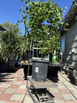 Grape Vine For Sale