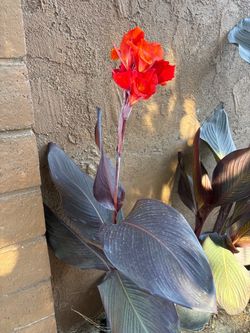 Red canna lily