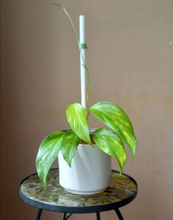 Rare Aroid Monstera Lechleriana Plant/ indoor plant/ house plant/ flower patio garden