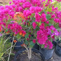 Beautiful Bougainvillea Tree 15gl $150💜🩷