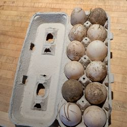 Fresh Duck Eggs
