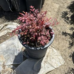 Nandina Gulf Stream