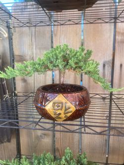Bonsai plants on sale $50 each