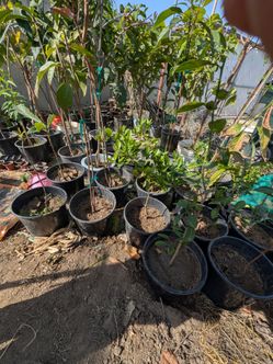 Arboles de fruta