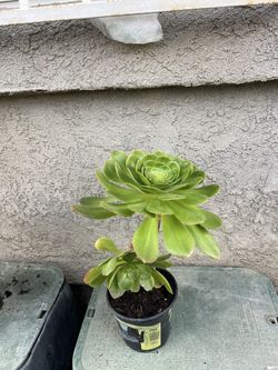 Succulent Plants