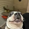 Shiloh