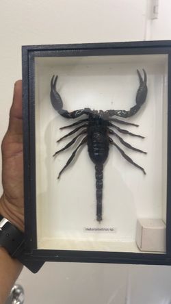 Heterometrus sp. Framed Scorpion Taxidermy