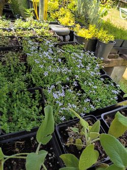 Potted Plant Sale