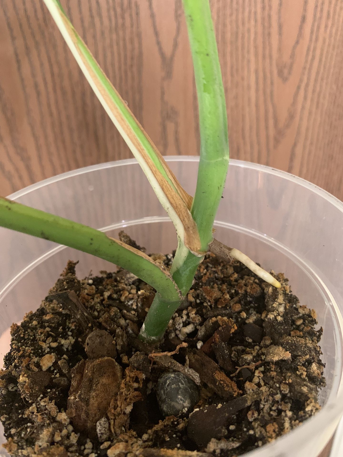 mother of thousands plant Mother of Thousands（Kalanchoe laetivirens） for Sale