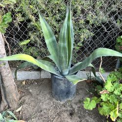 Blue Agave