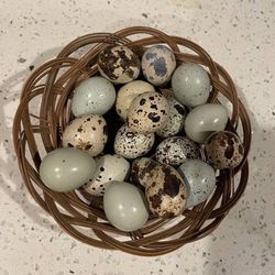 Jumbo Coturnix Fertilized Hatching Eggs/ Quails / Codorniz 
