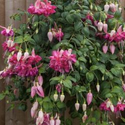 8” Bella Rosella Fucshia Plant (big And Double Flower )