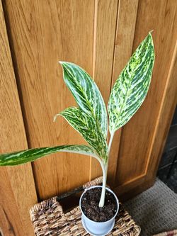 Aglaonema Golden Madonna (White pot-A)