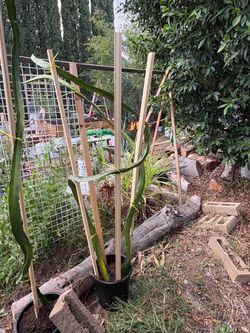 Red dragon fruit with Trellis