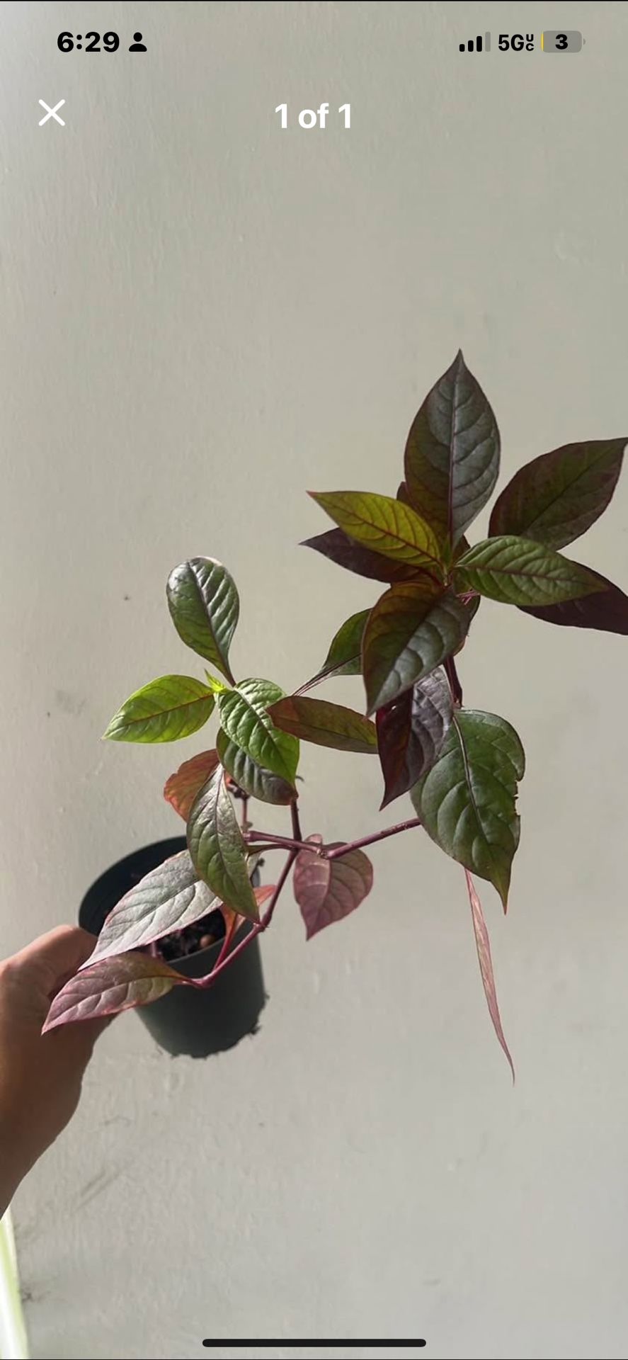 Alternanthera Brasiliana, Biblical Purple Prince St. Joseph's Coat Plant