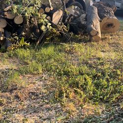 Cortando Arboles Si Le Interesa Póngase En Conctato