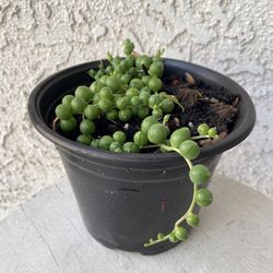 6 Inch Pot Hanging Succulent Plant - String of Pearls - Curio Rowleyanus - Rooted & Established Plant - Drought Resistant -🪴  