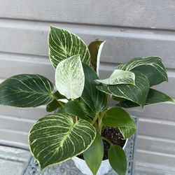 philodendron birkin 