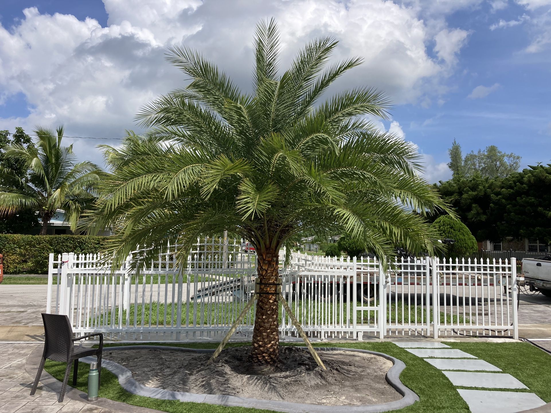 Phoenix Sylvestris Palm