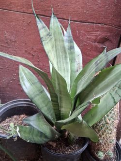 Large Sansevieria Snake Plant in Pot