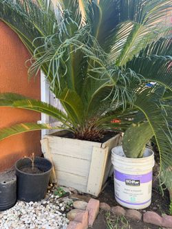 Sago palms