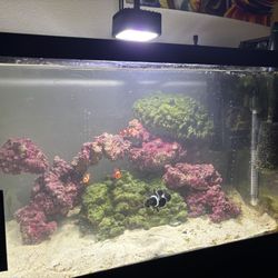 Salt Water Fish Tank
