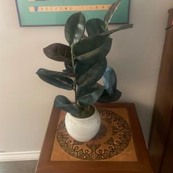 Faux Rubber Plant 